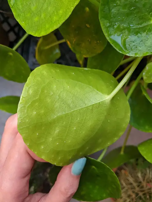 misting leaves undersides