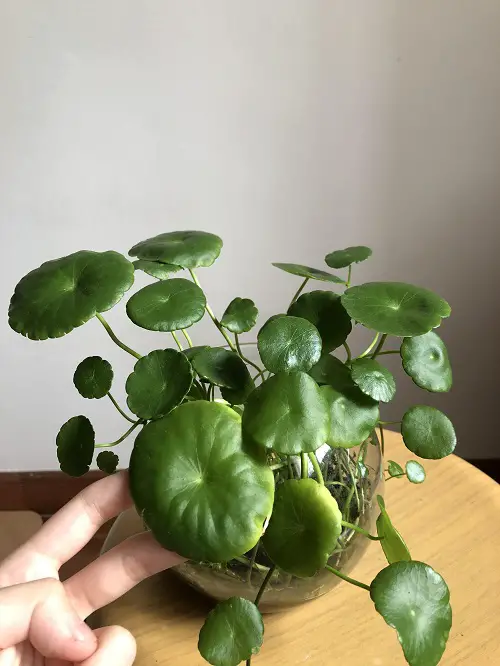 Marsh Pennywort/ Dollar weed in water jar indoors