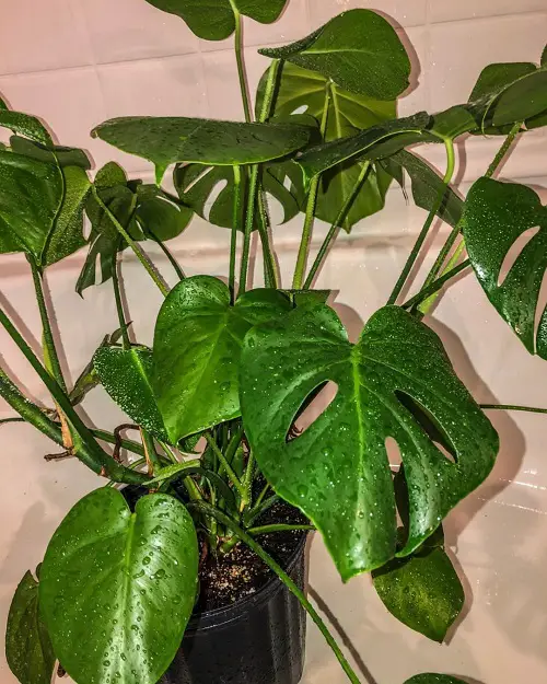 Misting in High Humidity Environments
