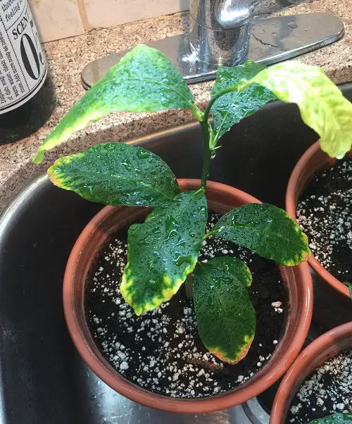 Yellowing leaves of lemon tree due to overmisting