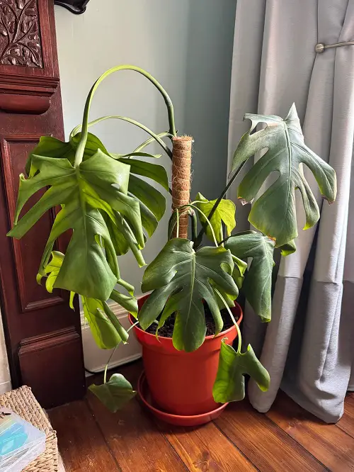 dying monstera plant in pot