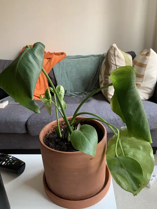 soil mix for monstera plant