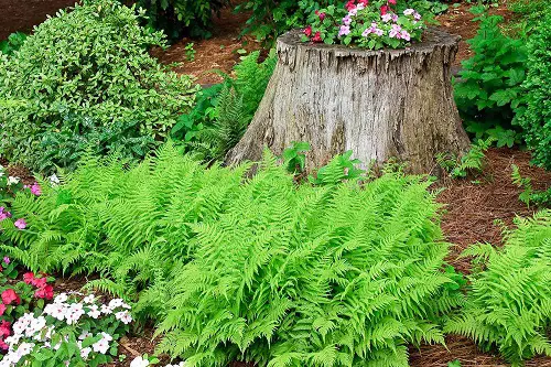 growing fern in garden 