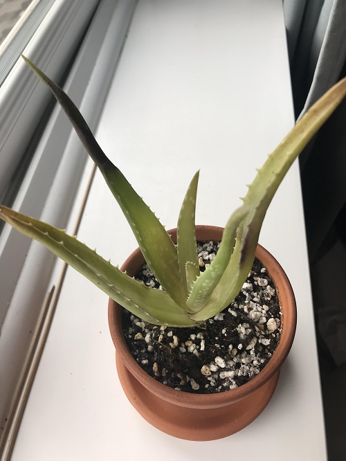 over fertilized aloe vera plant