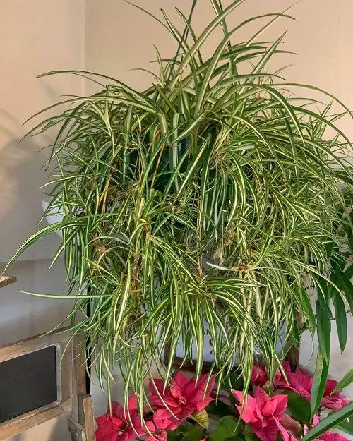Stop Crowding Spider Plants- They Hate This Surprising Mistake