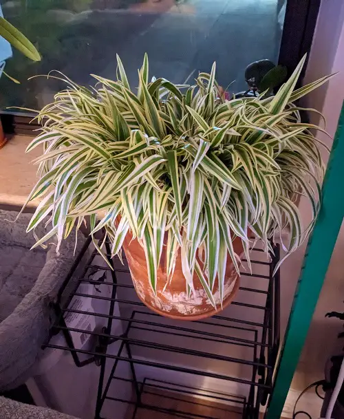 How to Prevent Overcrowding of Spider plant