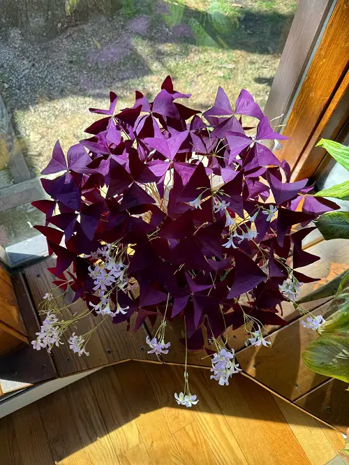 oxalis plant in pot near window