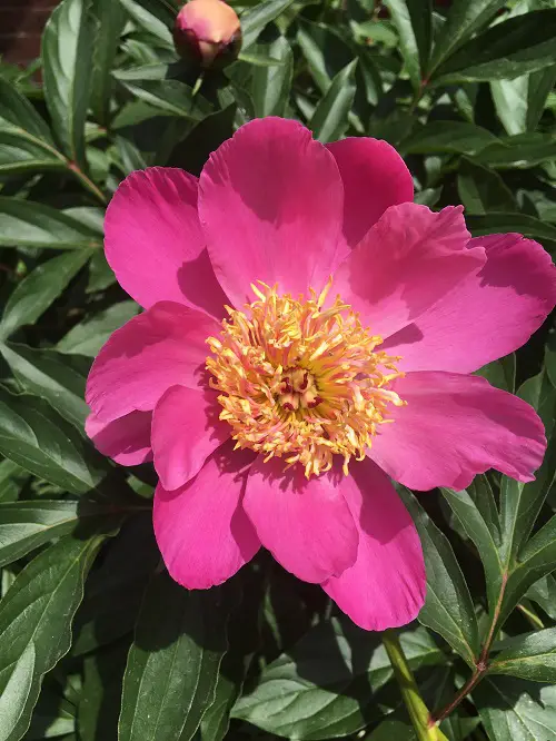 Peony Petals in Your Pocket? Here’s Why It Attracts Positivity