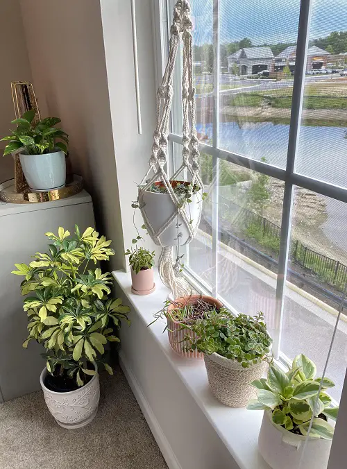 Common Misting Mistakes Everyone Is Doing 2