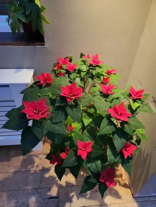 Impressive Red Indoor Plants 2
