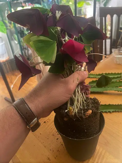 rootbound oxalis plant