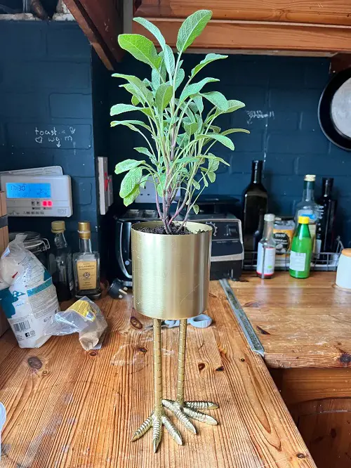 Sage plant indoor