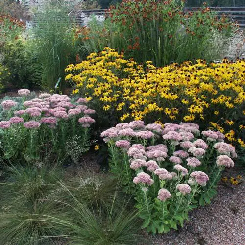 Make it a Focal Point Plant