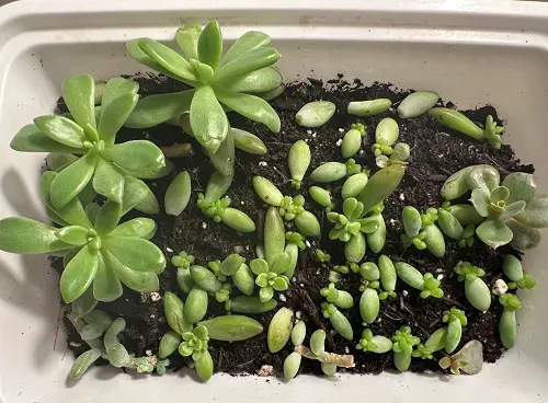 propagating succulents from cuttings