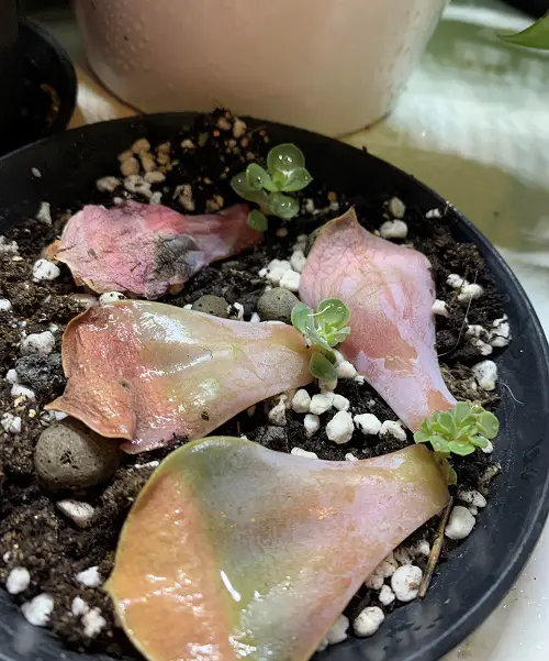 succulent cuttings propagation 1
