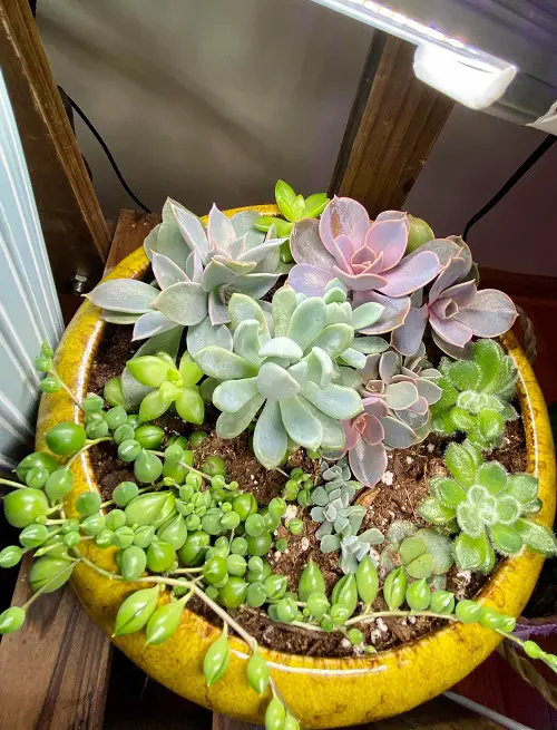 succulent cuttings propagation 2