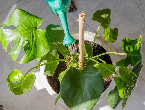 How to Leach Plants