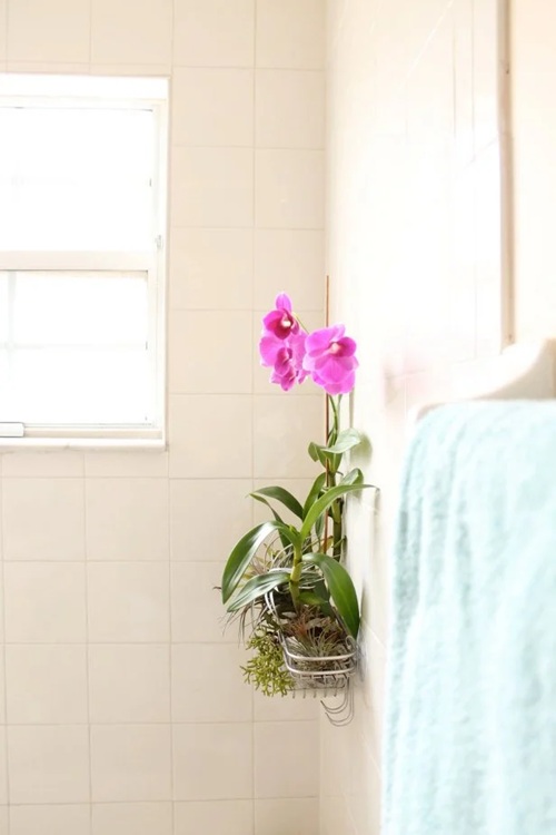 DIY Plant Shower Caddy Ideas
