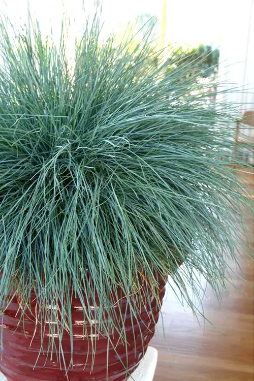 Best teal-colored houseplants 2