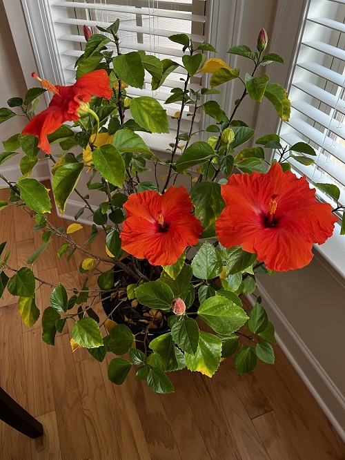 Fast Growing Indoor Flowering Plants 6