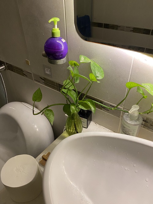 Best Plants in water in bathroom ideas 1