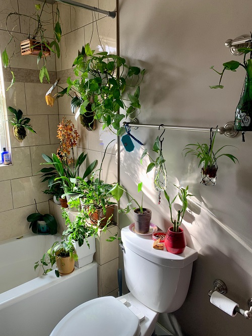 Best Plants in water in bathroom ideas 3