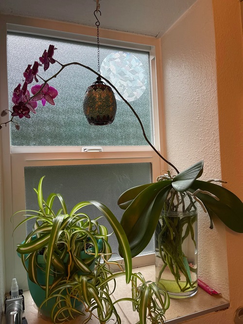 Best Plants in water in bathroom ideas 5
