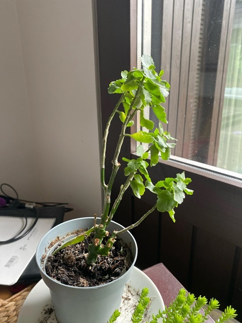 Stunted Growth or Reduced Flowering