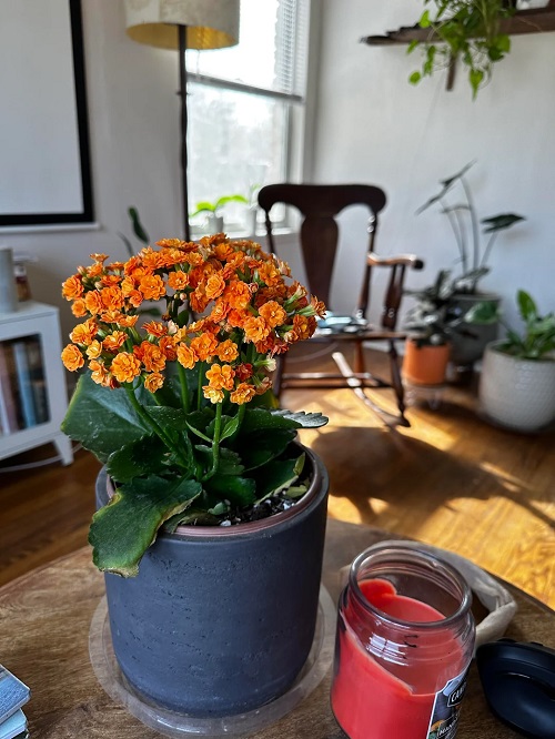 Fast Growing Indoor Flowering Plants 7