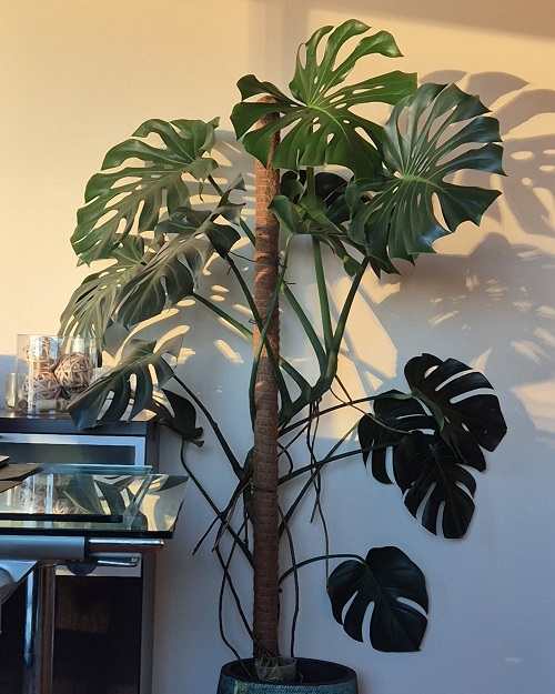 Monstera to Climb Walls Like a Pro 2