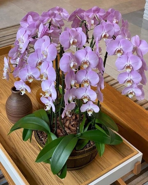  facts about Orchids 1