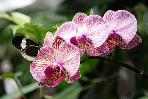  facts about Orchids 4