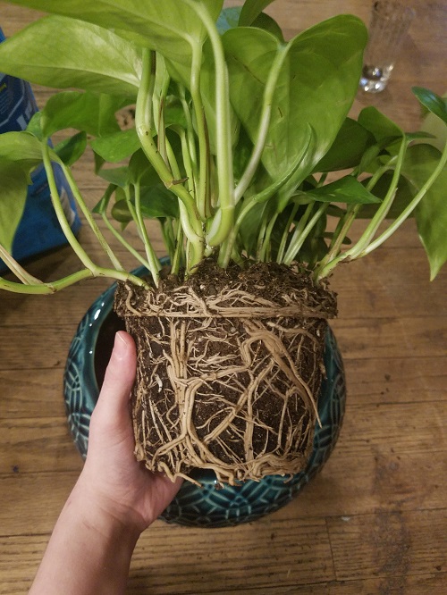 Using a Toothbrush to Boost Pothos Growth 5