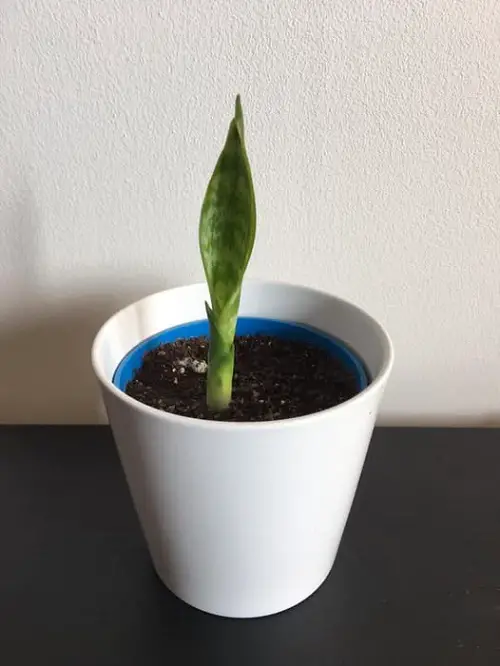 Snake Plant Pups in pot