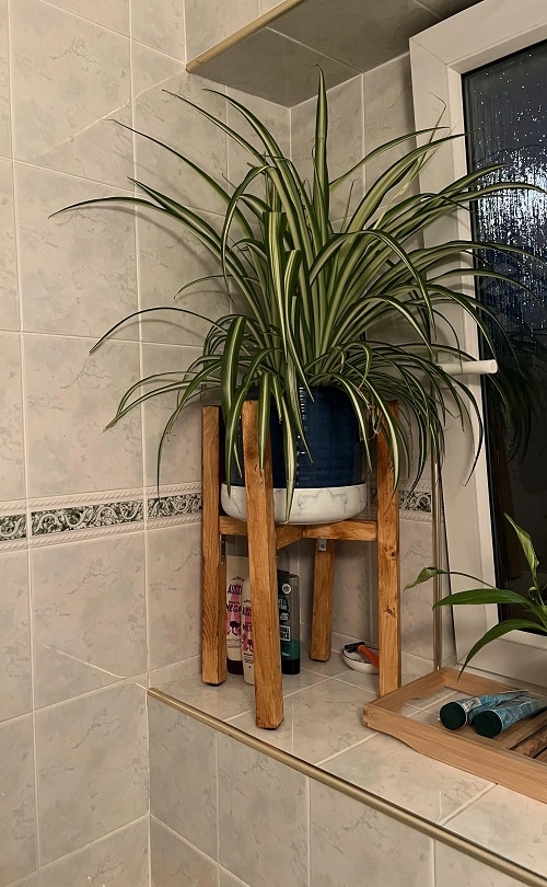 Spider Plants Healthy in Winter 4