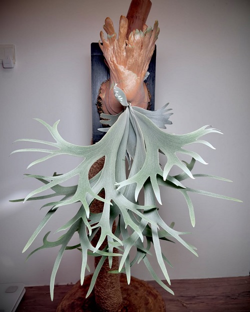 unbelievably big ferns shared on instagram 5