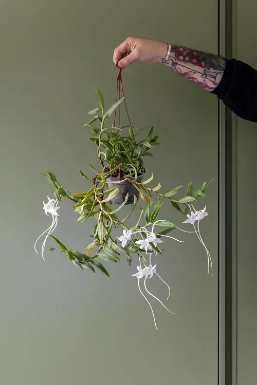Best Hanging Orchids 3