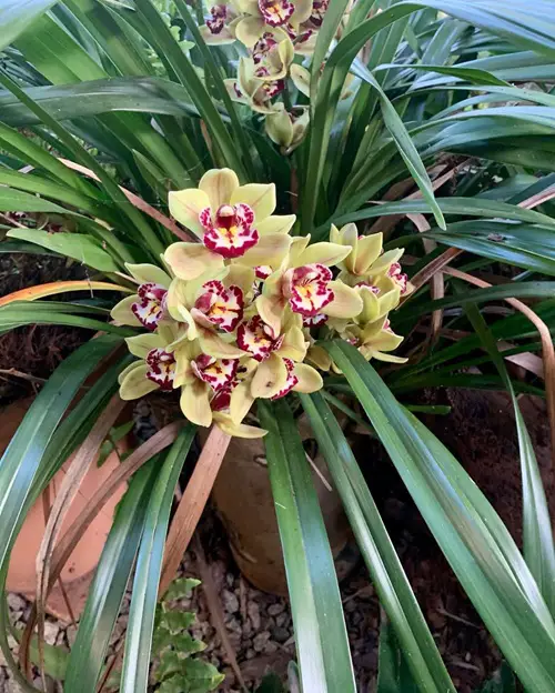 Orchid Flower Varieties with Patterns