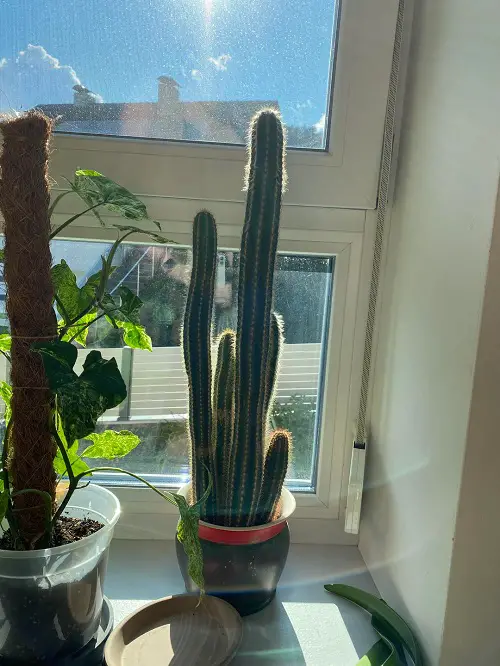 Beautiful Houseplants 3