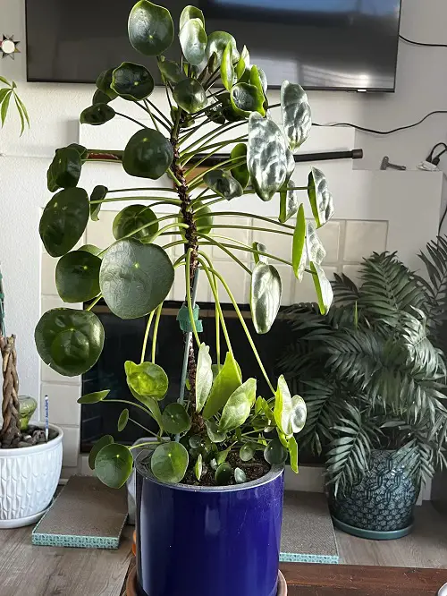 Worst Places To Keep a Chinese Money Plant Indoors 2