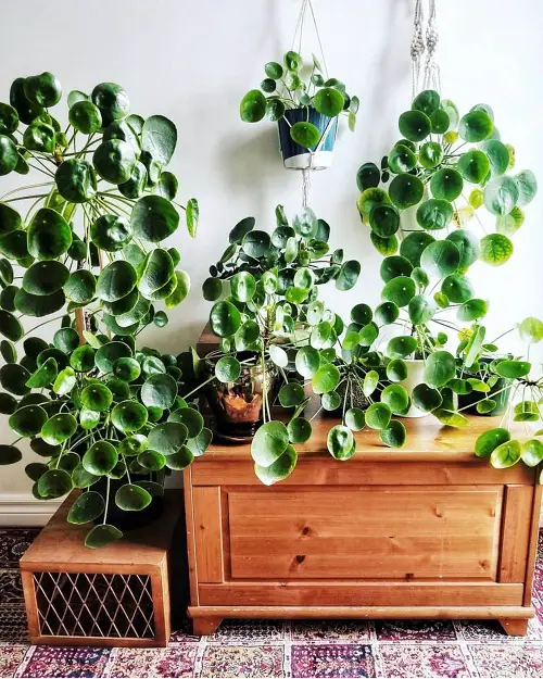 Worst Places To Keep a Chinese Money Plant Indoors 1