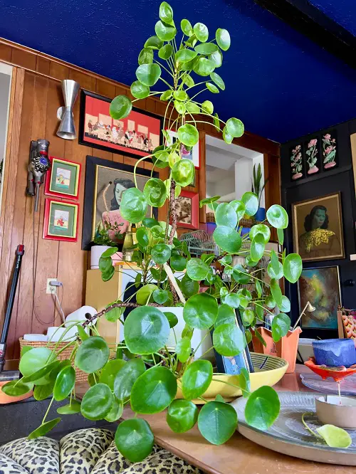 colorful indoor plants 7
