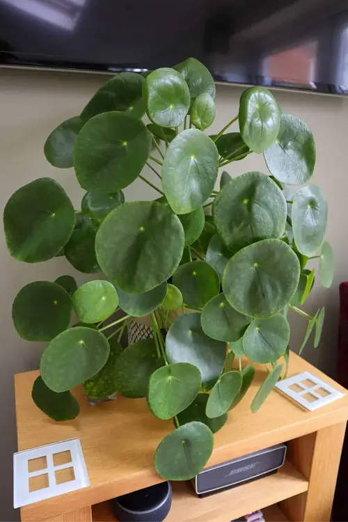 Chinese Money Plant Indoors 2