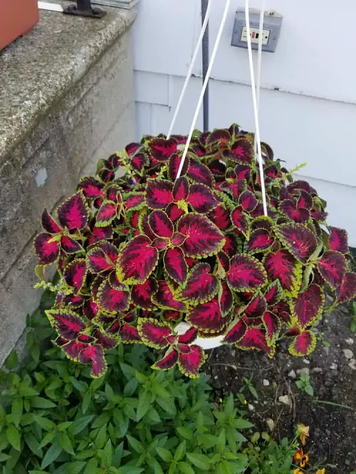 Coleus In Hanging Basket