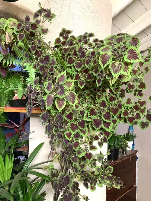 Beautiful Houseplants 6
