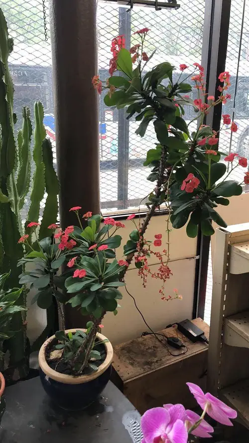 indoor plants with unique leaves 3