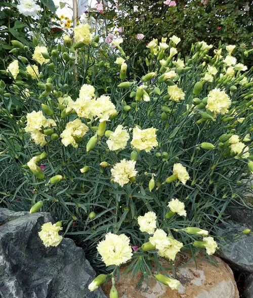 Most Beautiful Types of Dianthus 1