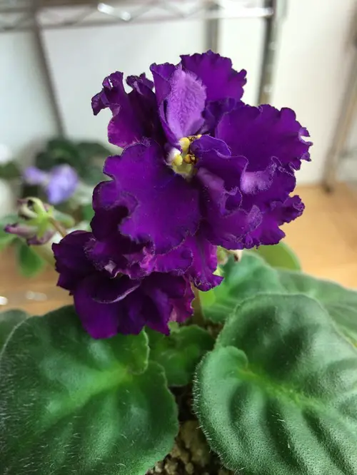 Best Black African Violet