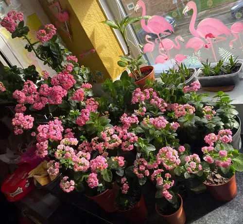 indoor plants with unique leaves 6