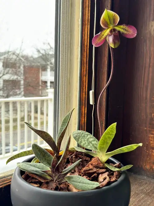 Orchid Flower Varieties with Patterns